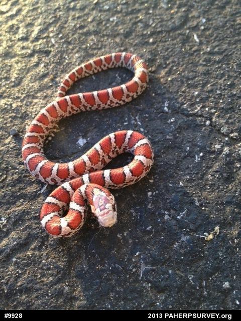 Eastern Milksnake