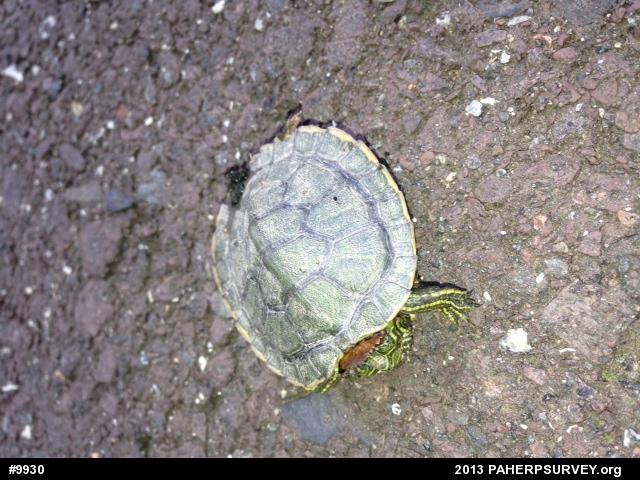 Red-eared Slider