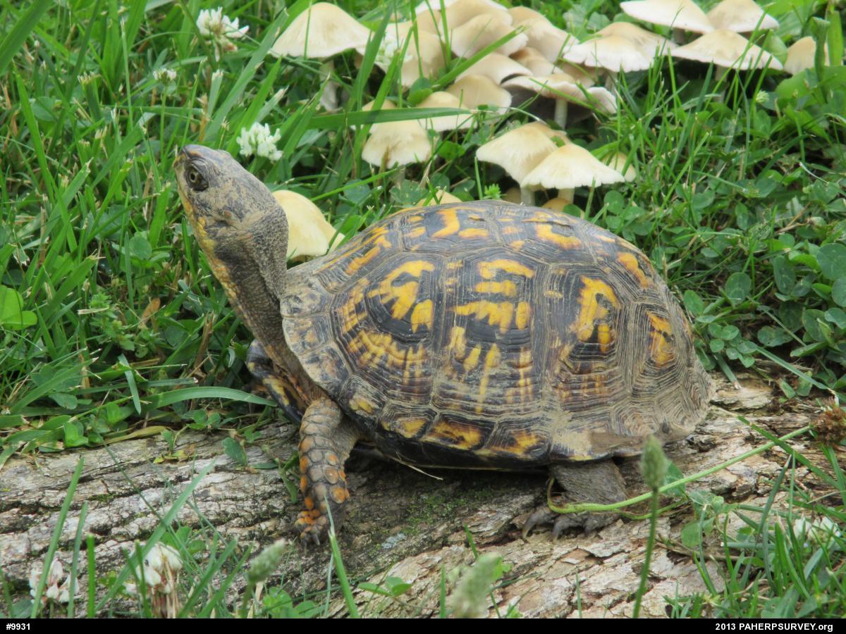Eastern Box Turtle
