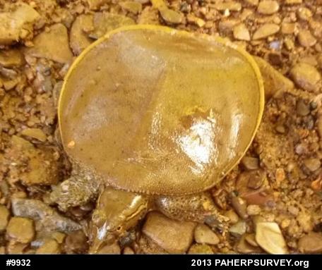Eastern Spiny Softshell