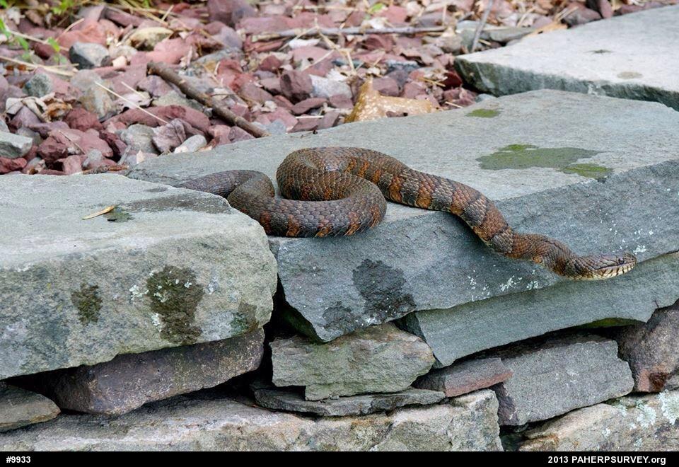 Northern Watersnake