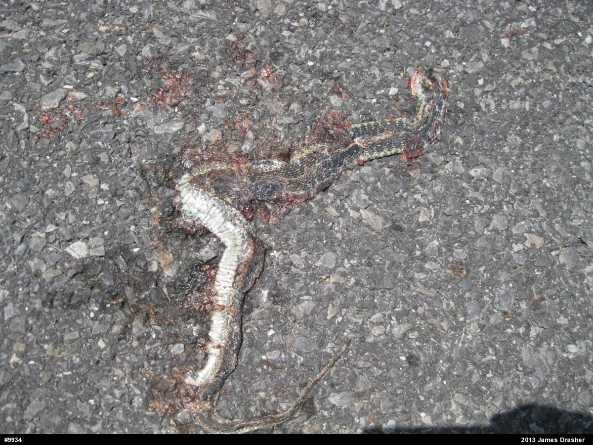 Eastern Gartersnake