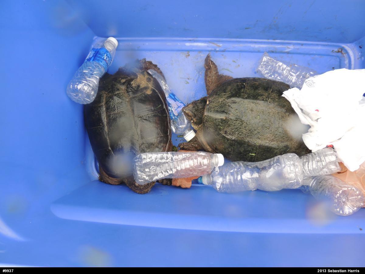 Snapping Turtle