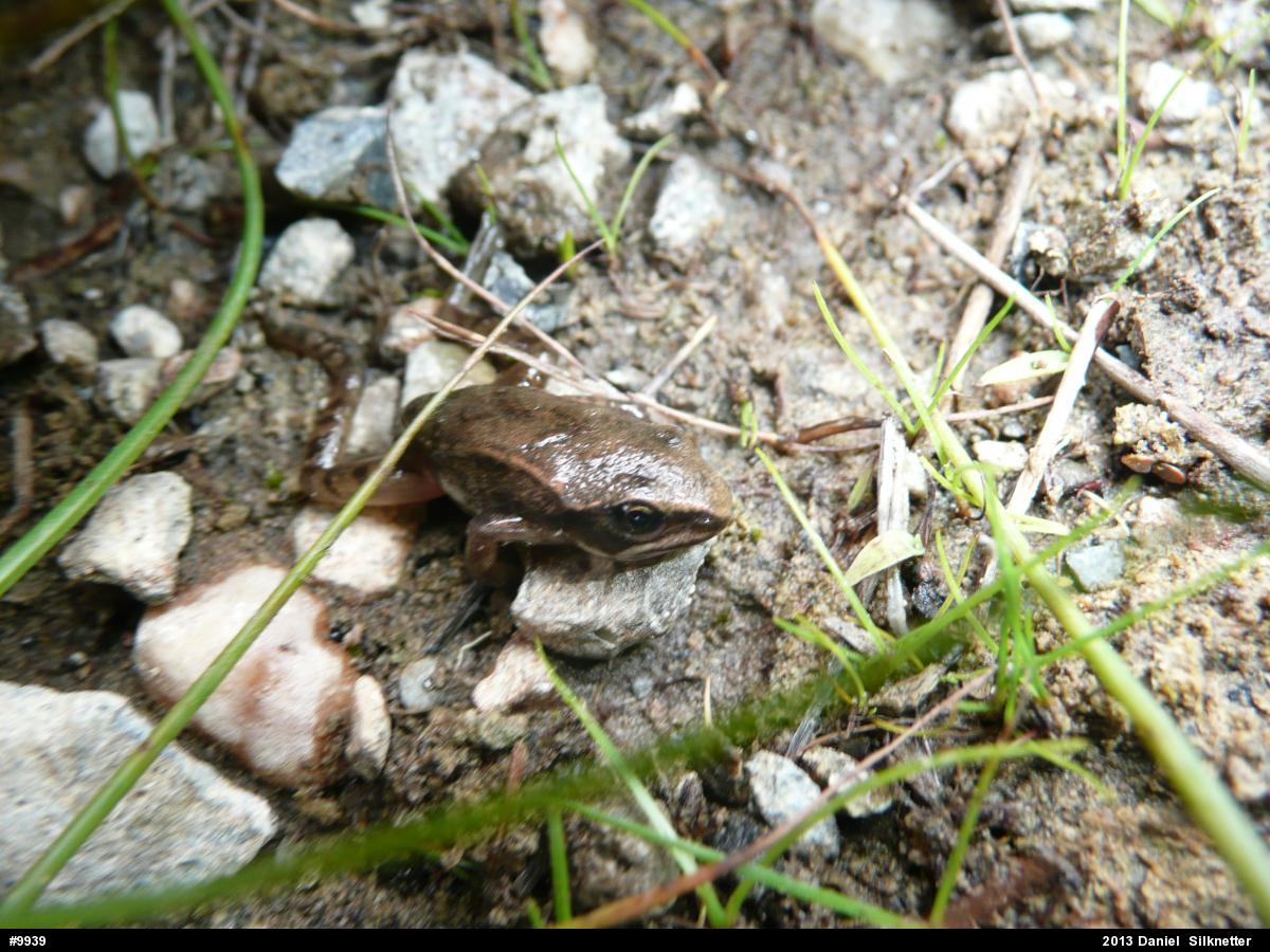 Wood Frog