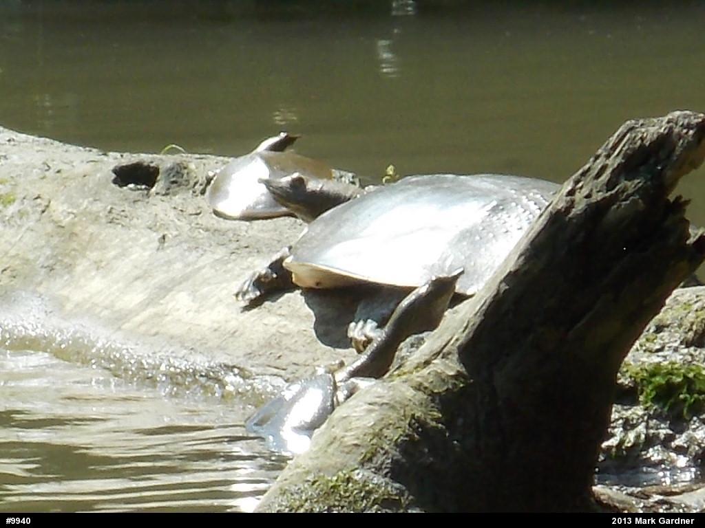 Eastern Spiny Softshell