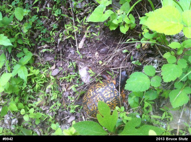 Eastern Box Turtle