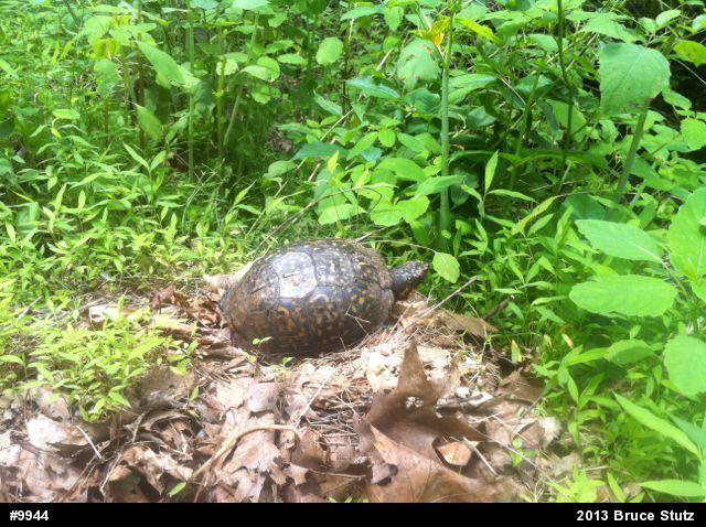 Eastern Box Turtle