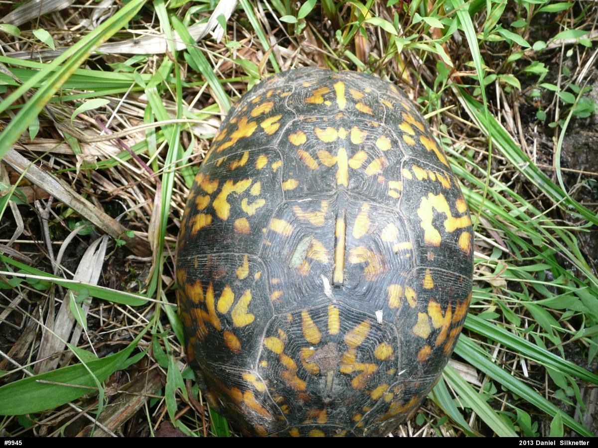 Eastern Box Turtle