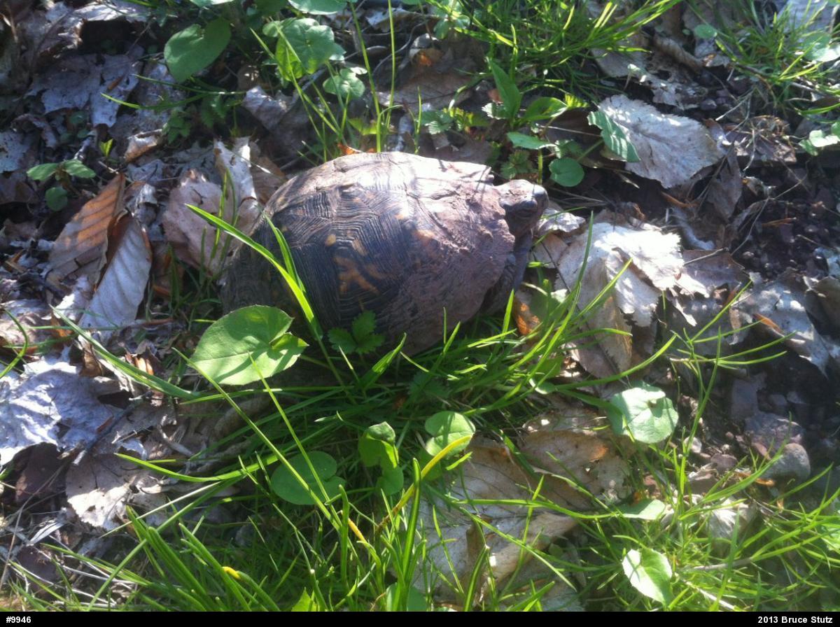 Eastern Box Turtle