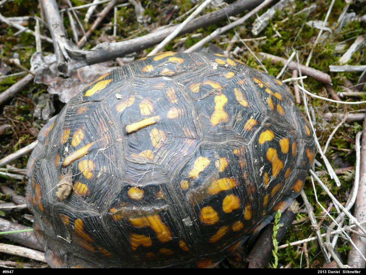 Eastern Box Turtle