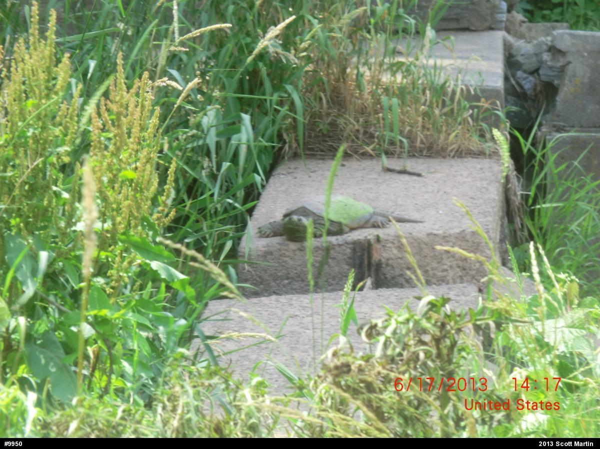 Snapping Turtle
