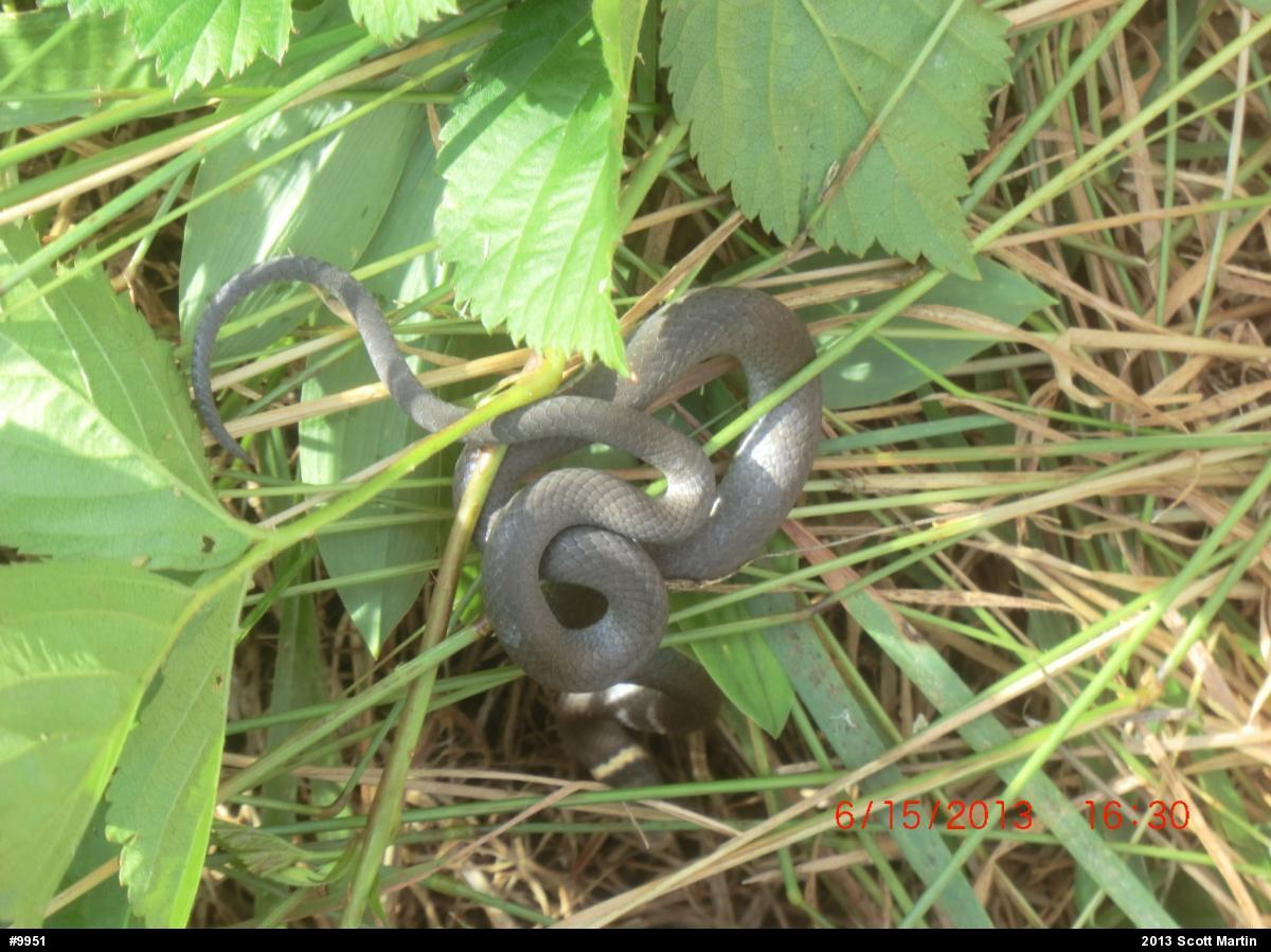 Northern Ring-necked Snake