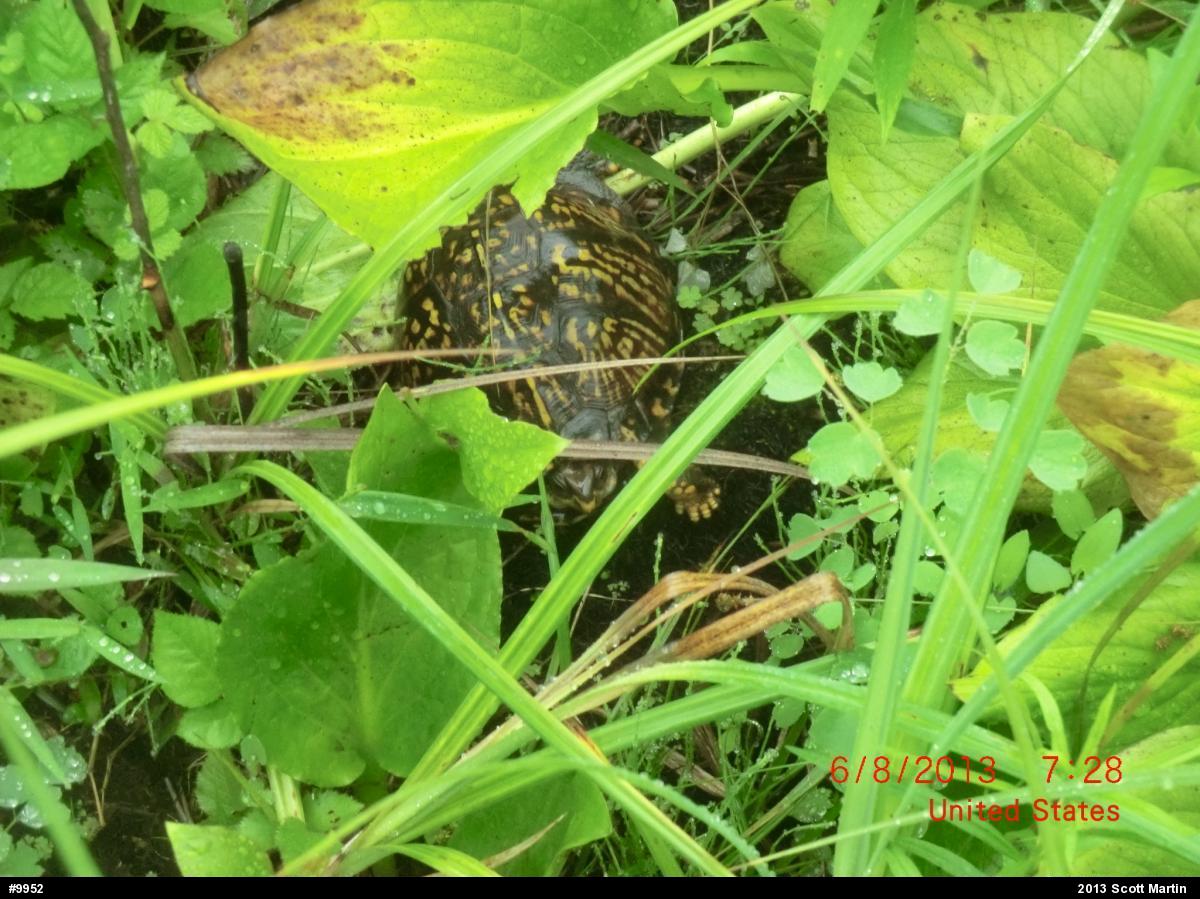 Eastern Box Turtle