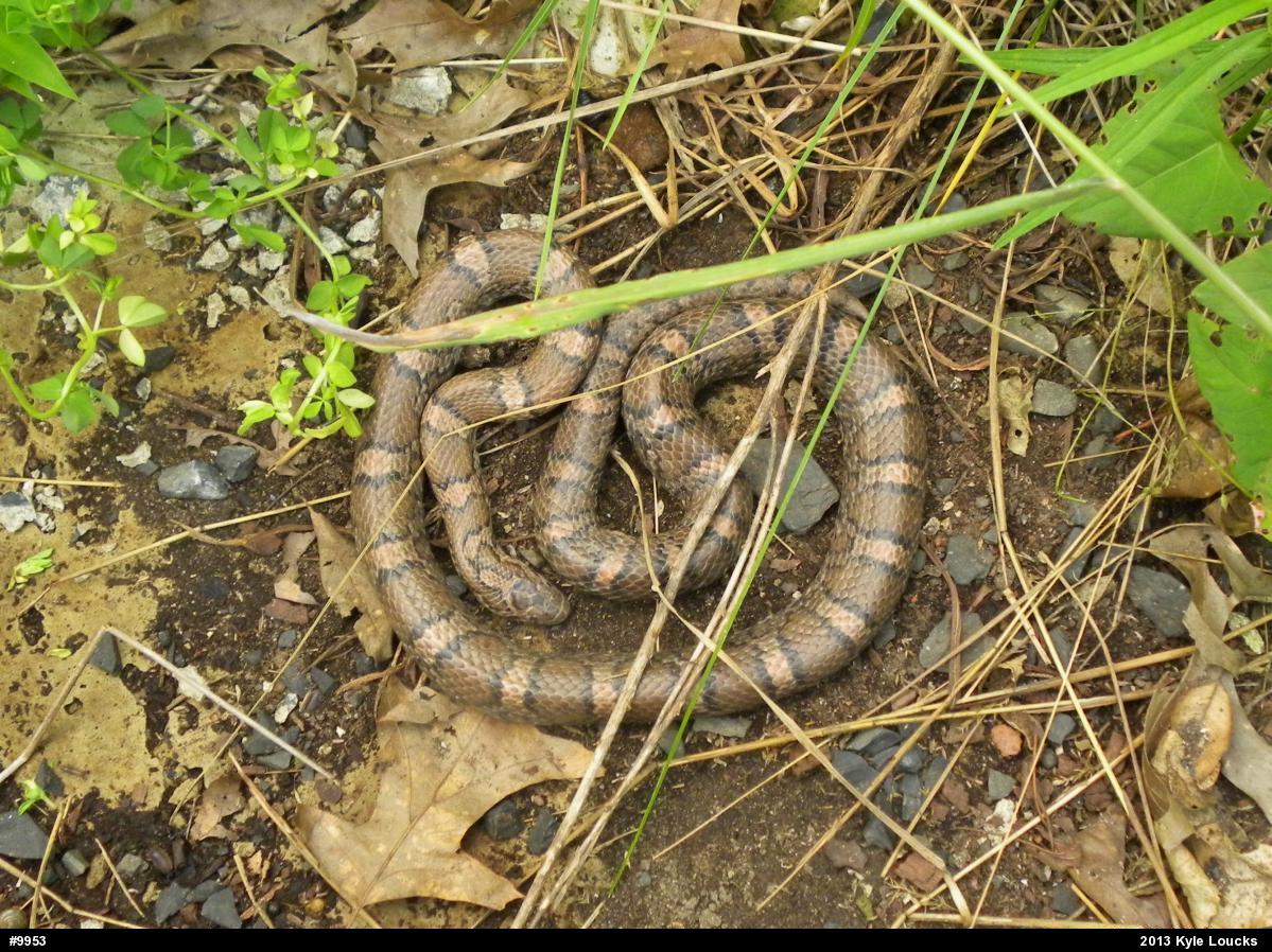 Eastern Milksnake