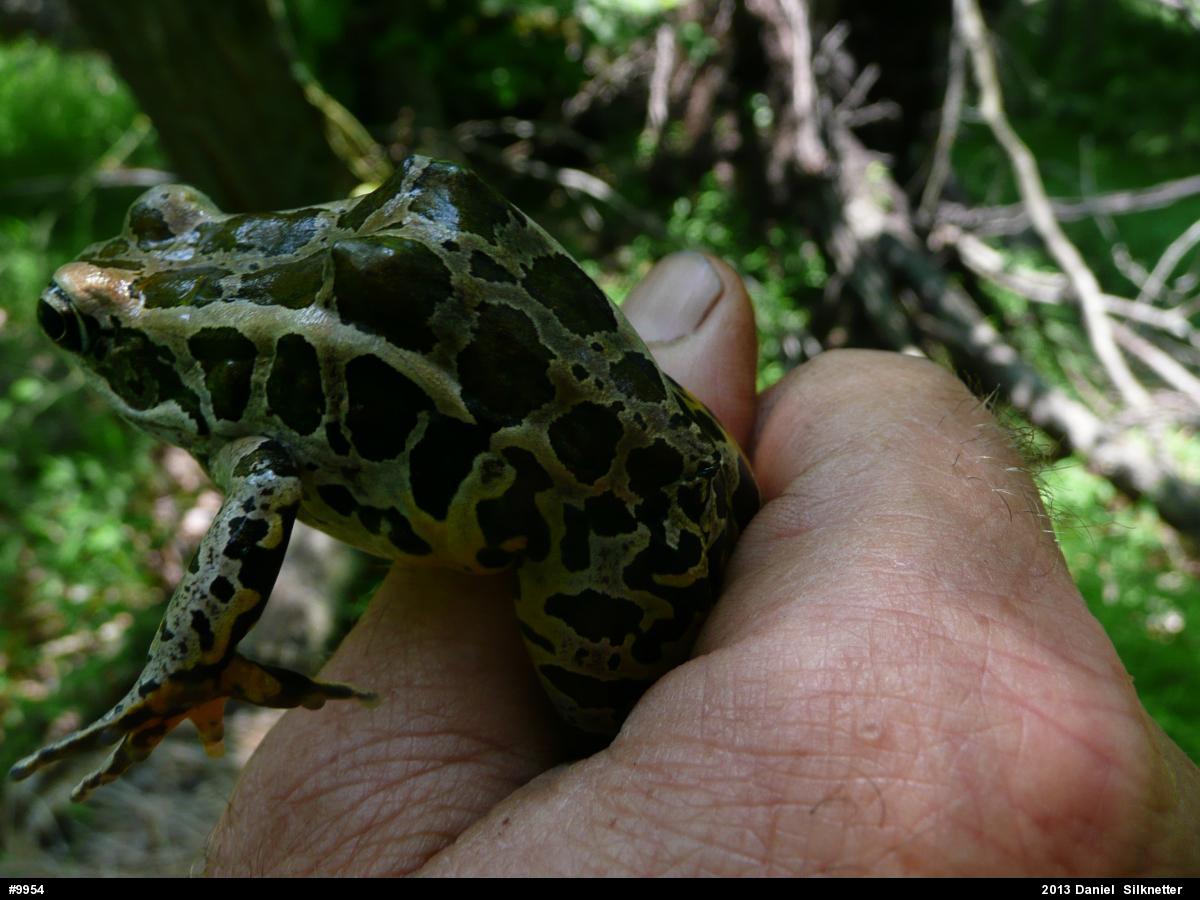 Pickerel Frog