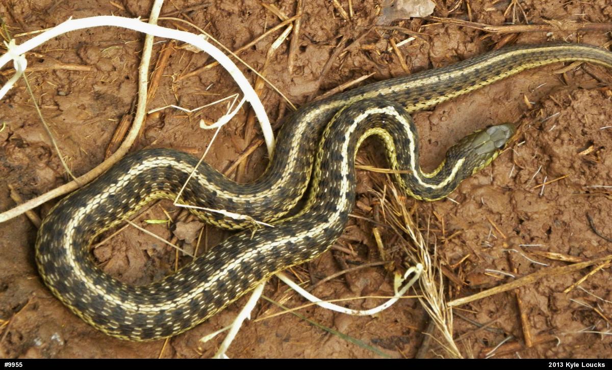 Eastern Gartersnake