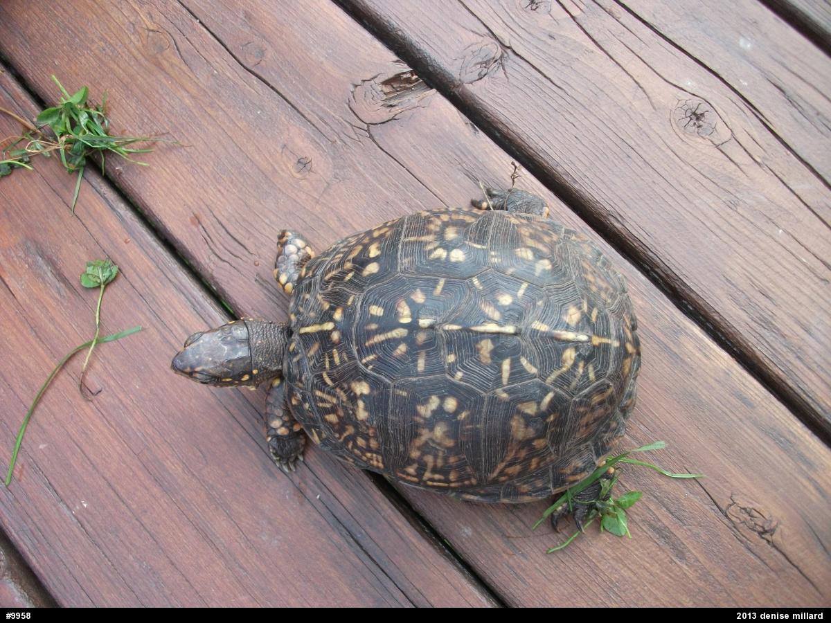 Eastern Box Turtle