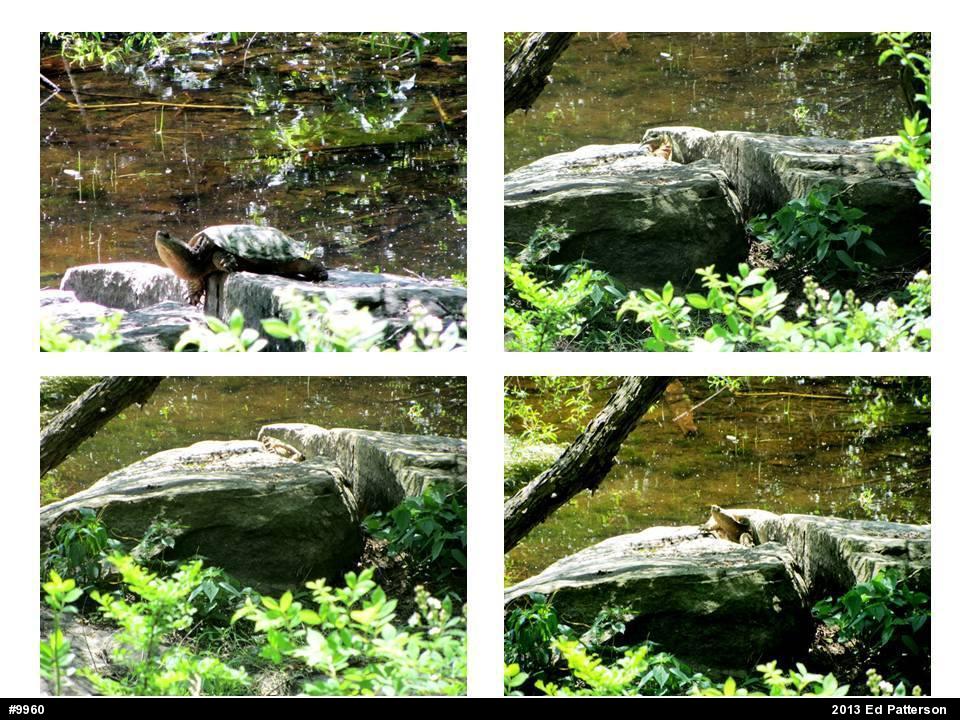 Snapping Turtle