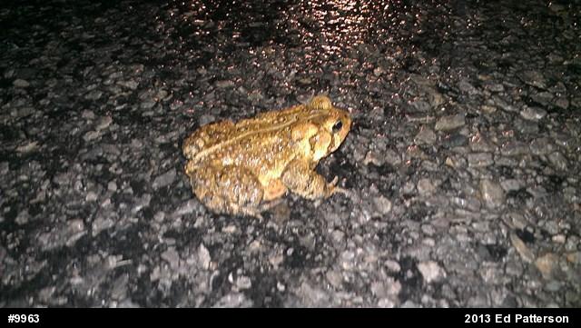 Eastern American Toad