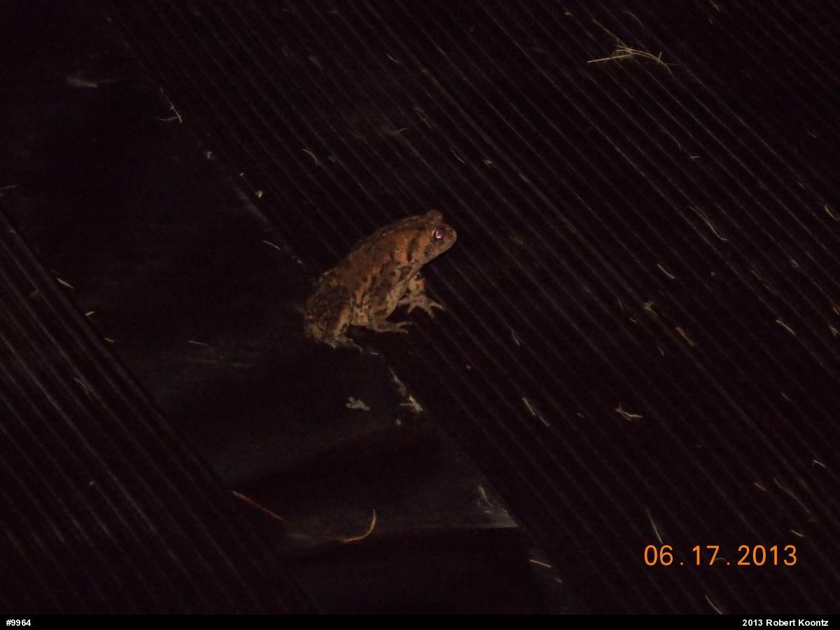Eastern American Toad