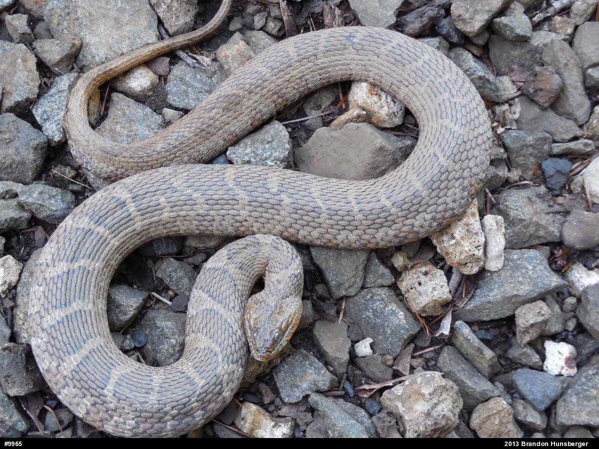 Northern Watersnake