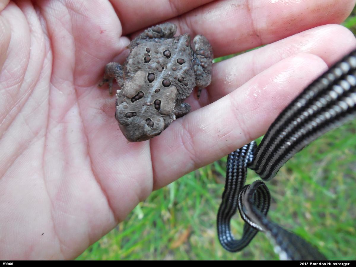 Eastern American Toad