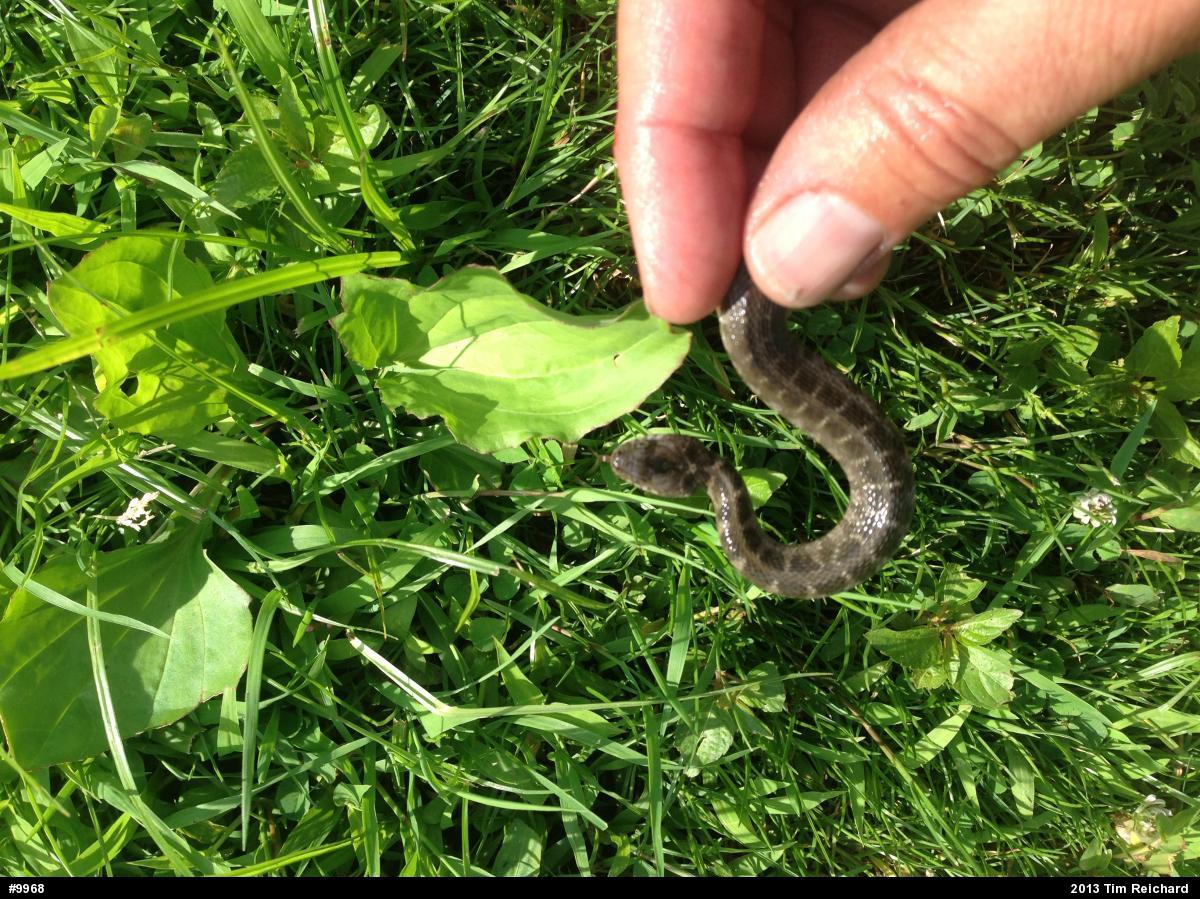 Northern Watersnake