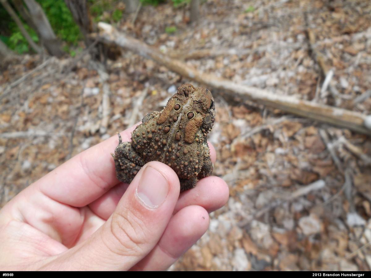 Eastern American Toad