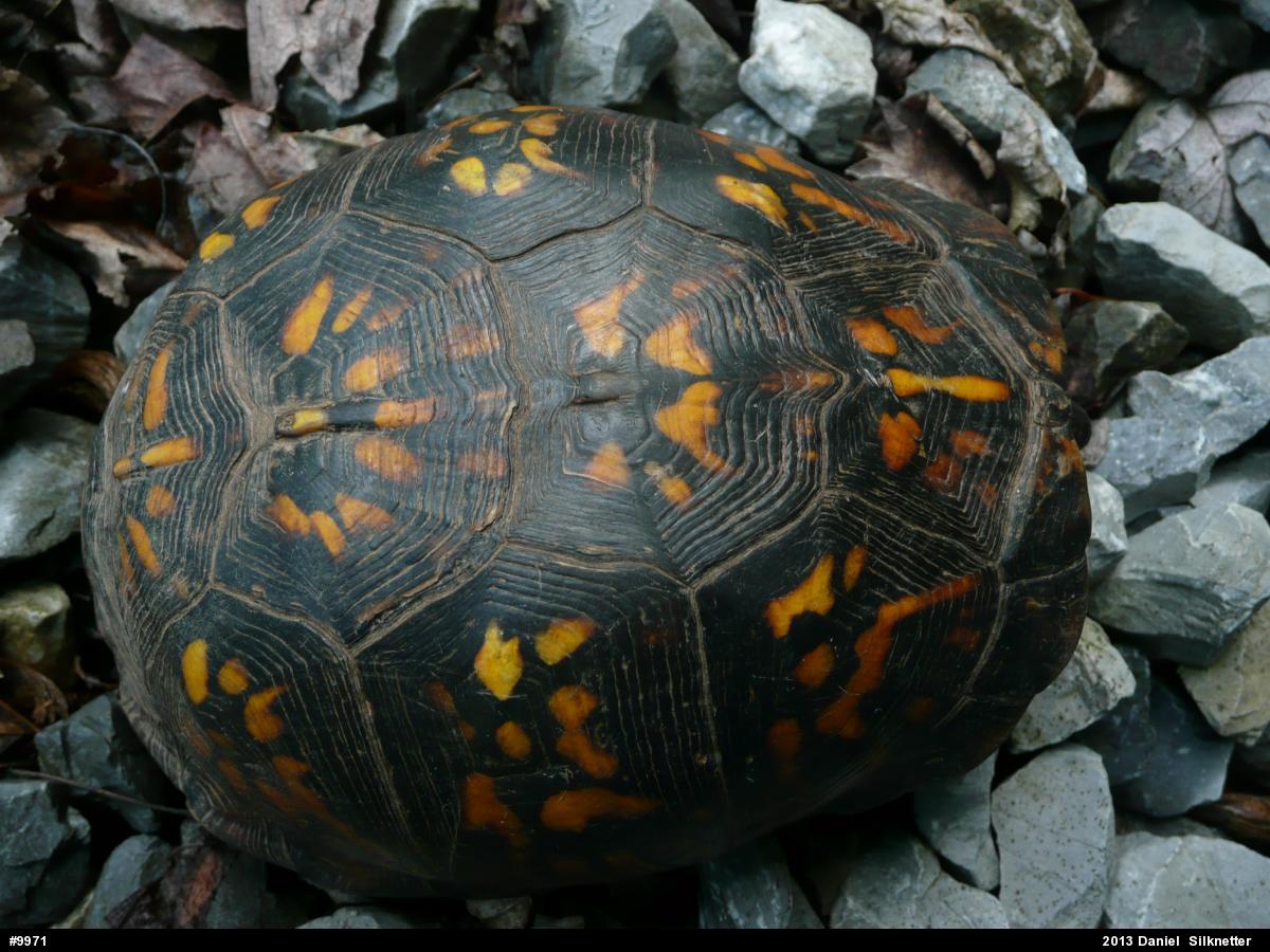 Eastern Box Turtle