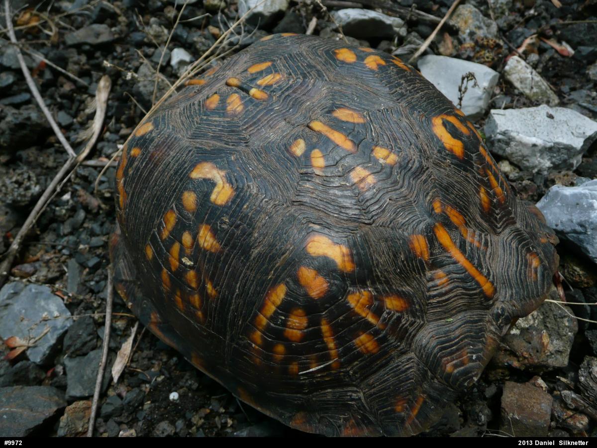 Eastern Box Turtle