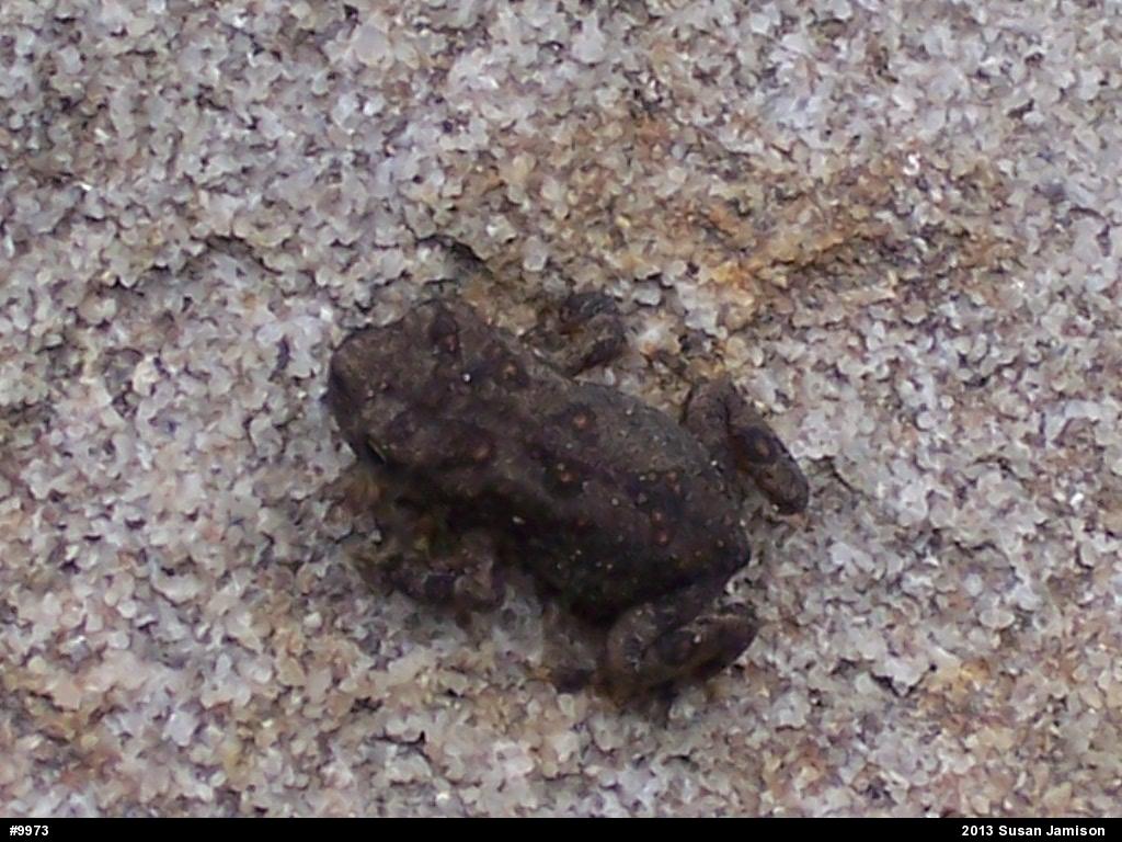 True Toads