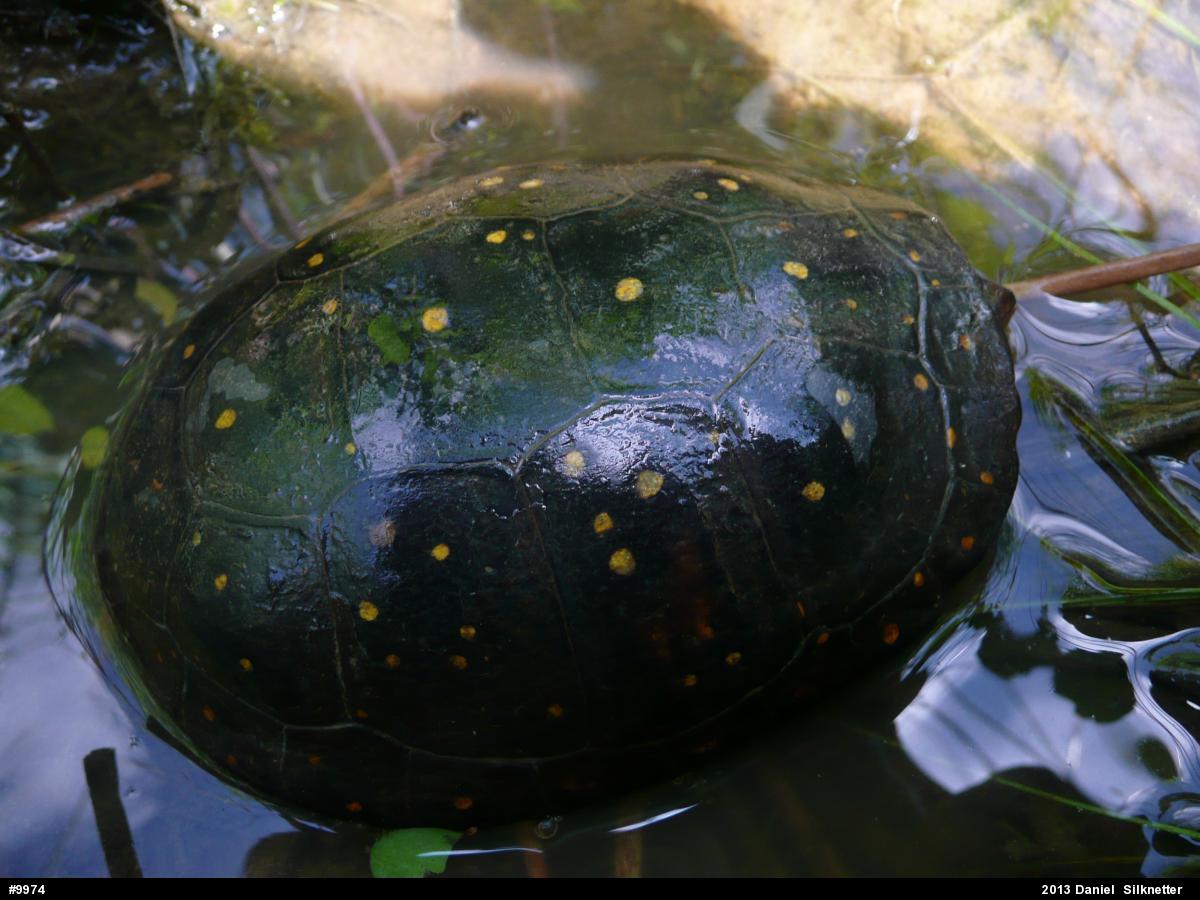 Spotted Turtle