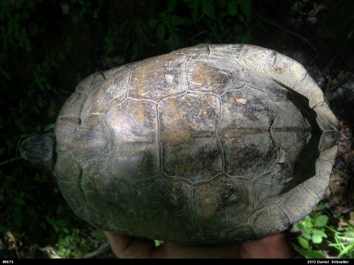 Wood Turtle
