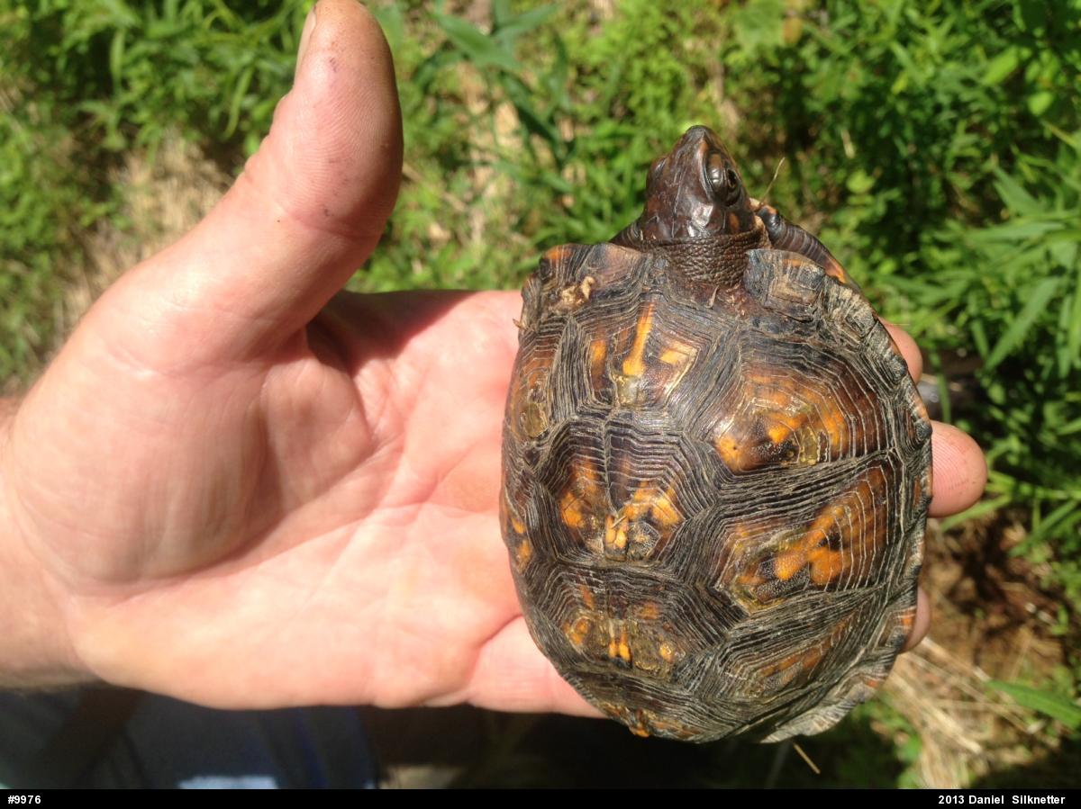 Eastern Box Turtle