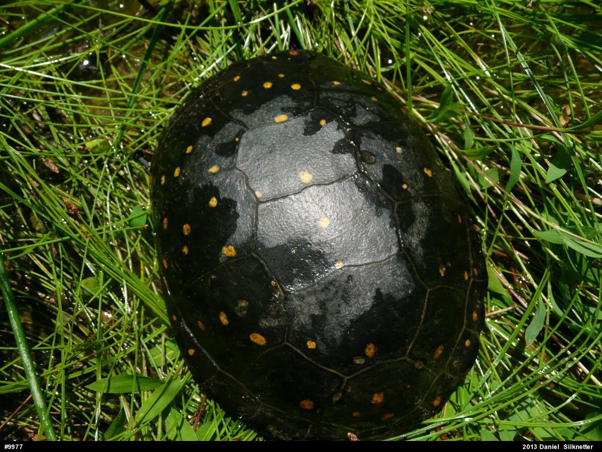 Spotted Turtle