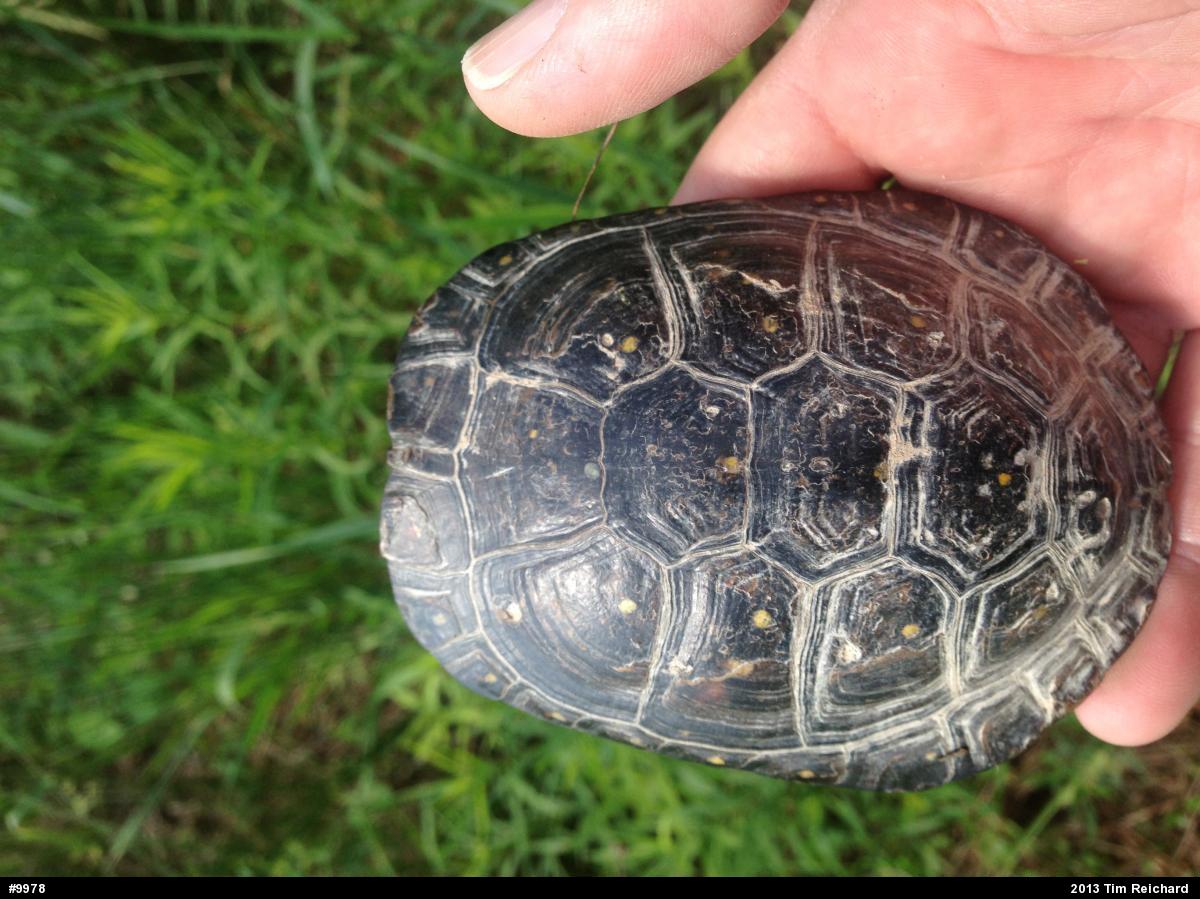 Spotted Turtle