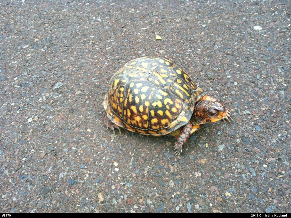 Eastern Box Turtle