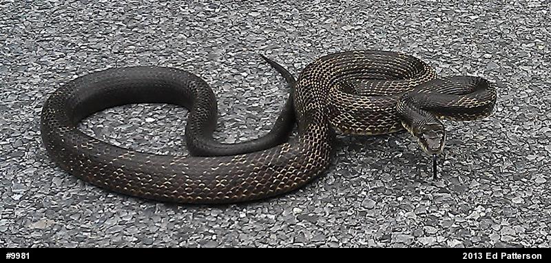 Eastern Ratsnake