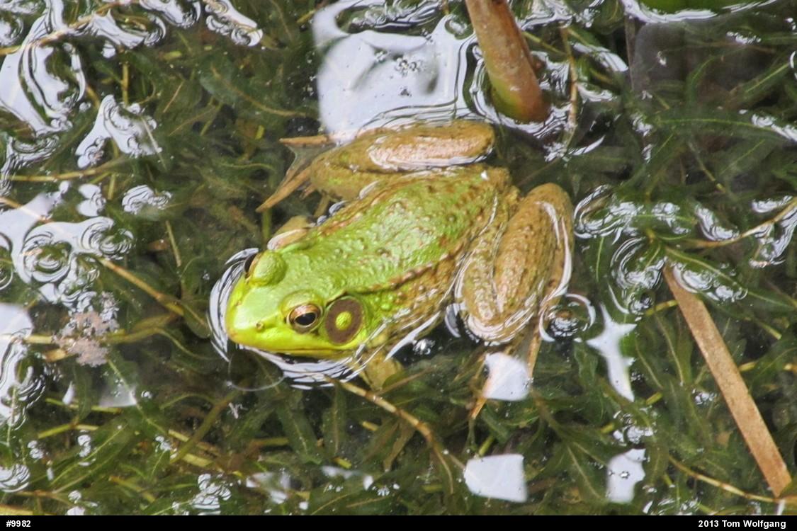 Green Frog