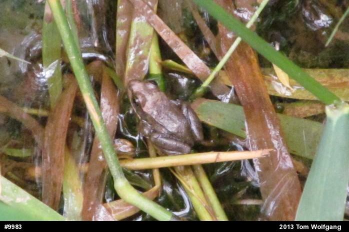 Wood Frog