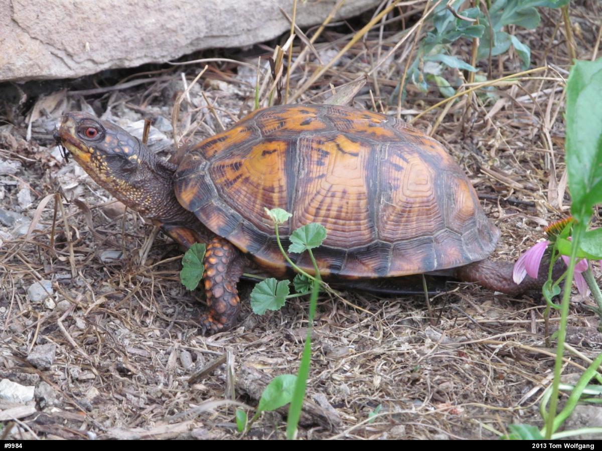Eastern Box Turtle