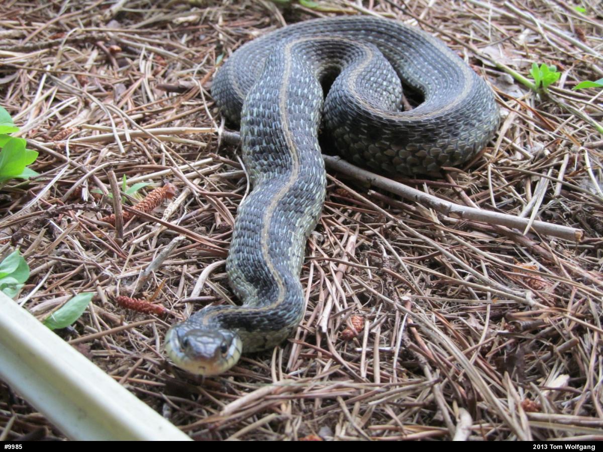 Eastern Gartersnake