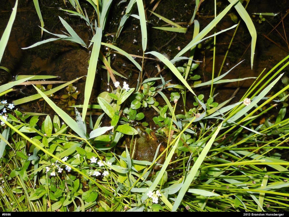 Green Frog