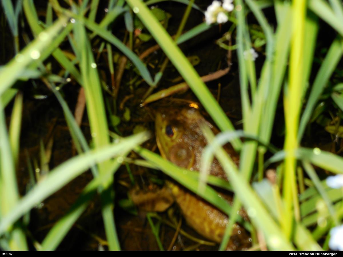 American Bullfrog