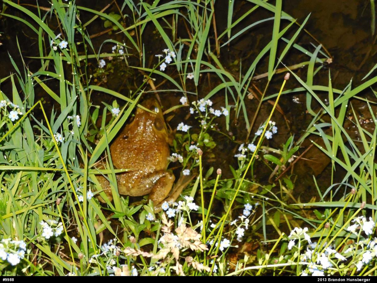 American Bullfrog