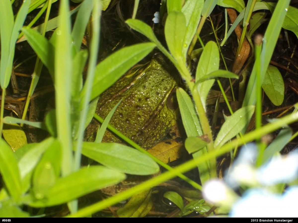 Green Frog