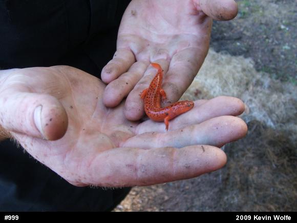 Northern Red Salamander