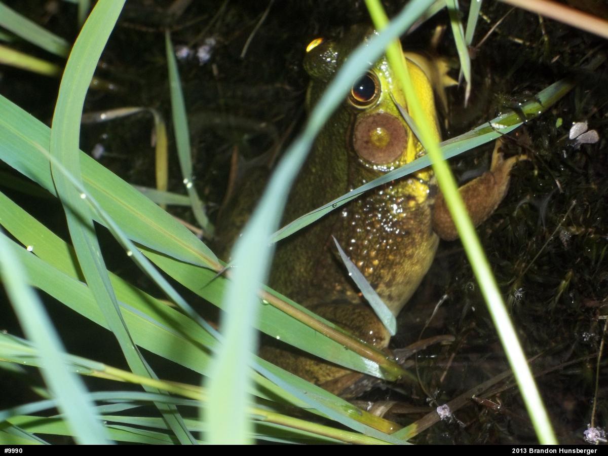 Green Frog