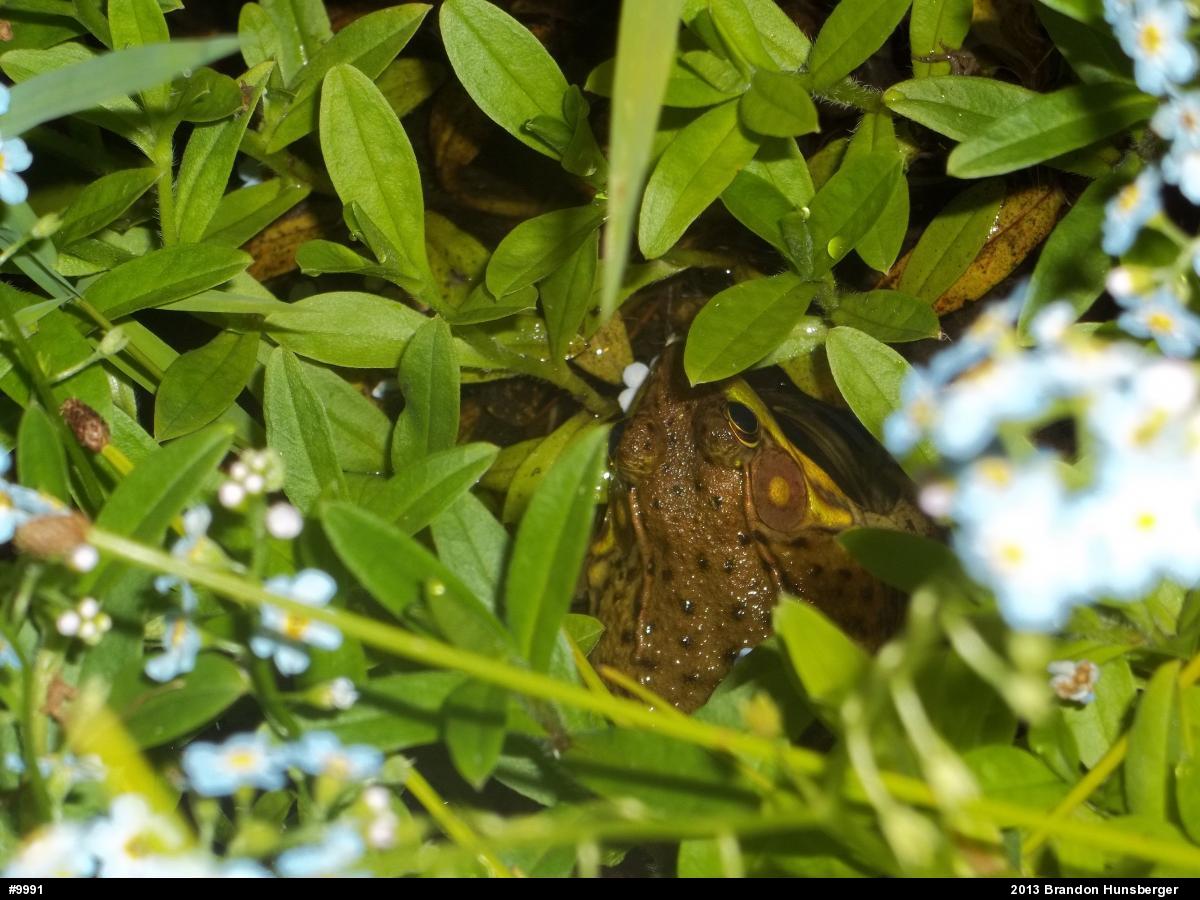 Green Frog