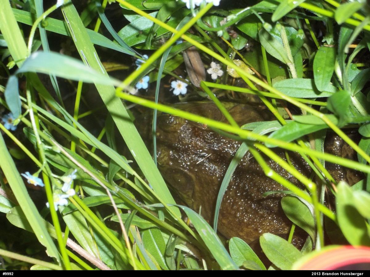 American Bullfrog